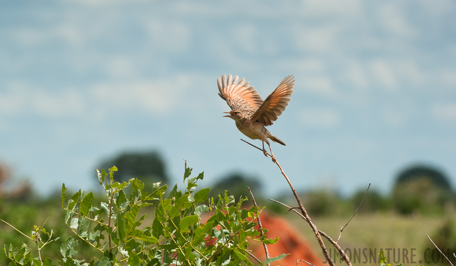 Anthus cinnamomeus lacuum [220 mm, 1/2500 sec at f / 8.0, ISO 800]